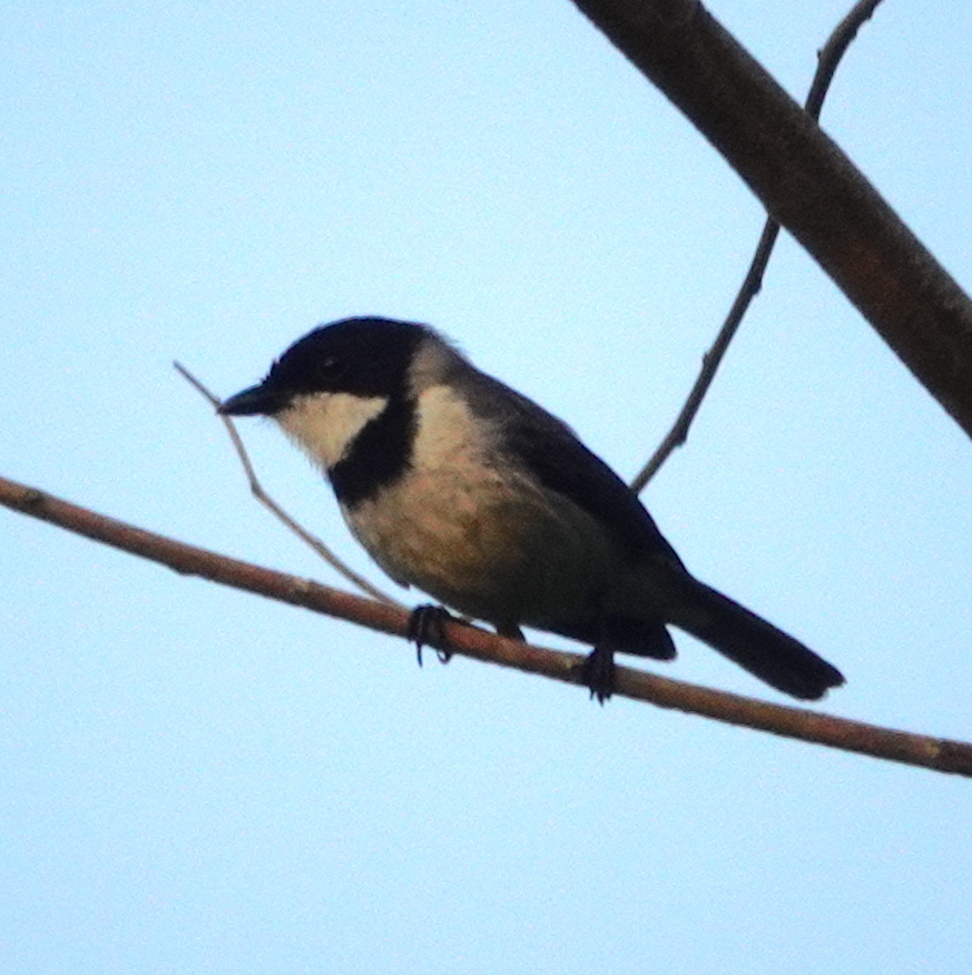 Wallacean Whistler (Pachycephala arctitorquis), photo 2