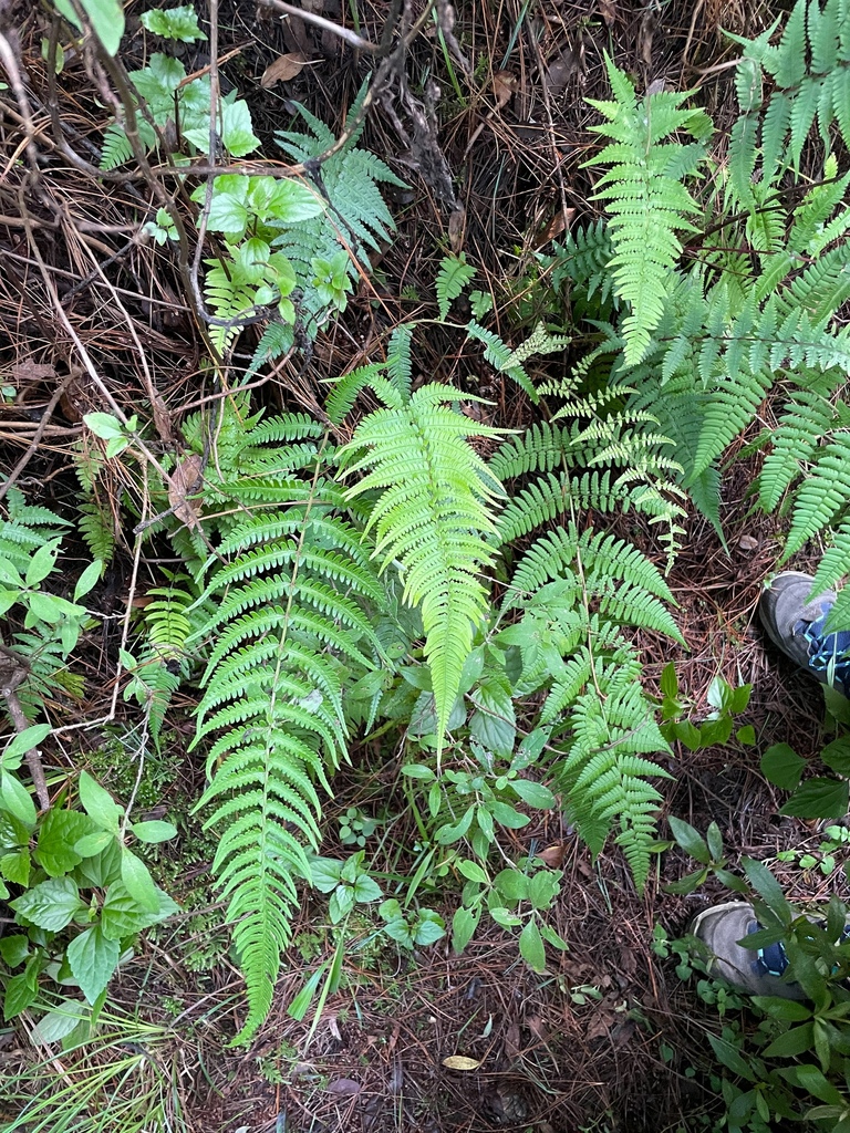 Athyrium dissitifolium (Athyrium dissitifolium)