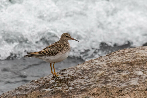 Correlimos pectoral (Calidris melanotos)