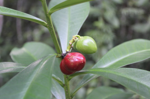 Thevetia ahouai
