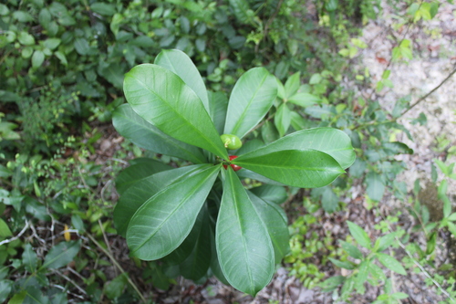 Thevetia ahouai