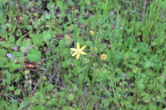 Triteleia ixioides scabra