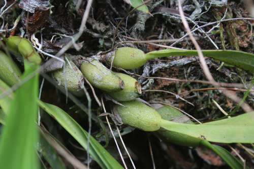 Maxillaria lineolata, photograph 3