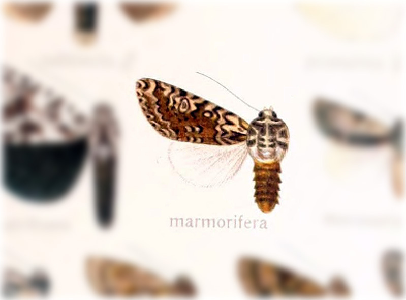 Lafontaineana marmorifera