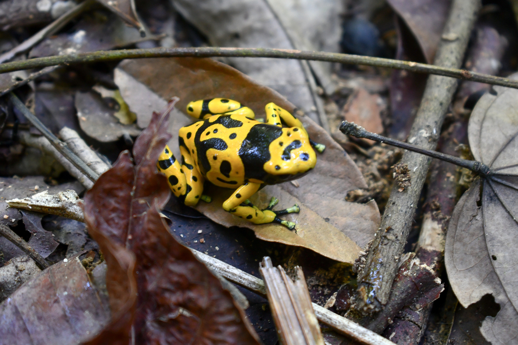 Yellow-banded Poison Frog