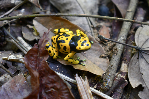 Bumblebee Poison Dart Frog, Dendrobates leucomelas