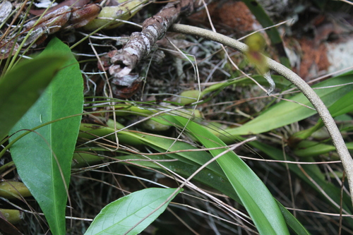 Maxillaria lineolata, photograph 2