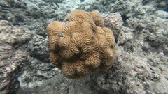 Leptoria phrygia
