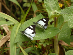 Leptophobia penthica