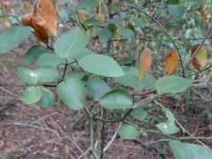 Sarcomphalus amole