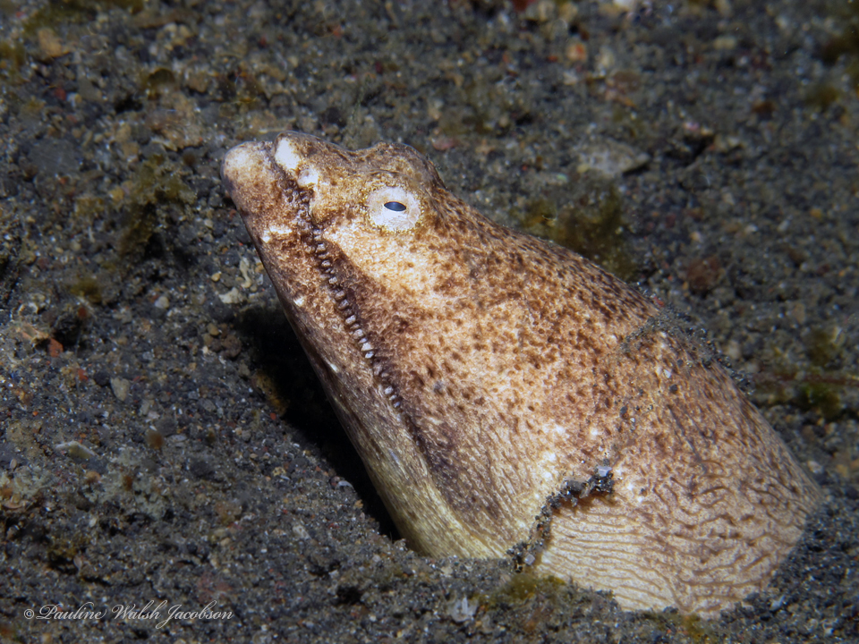 Stargazer Snake Eel