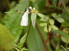 Leptophobia penthica