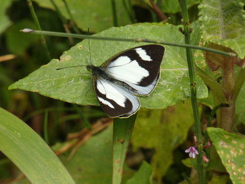 Leptophobia penthica