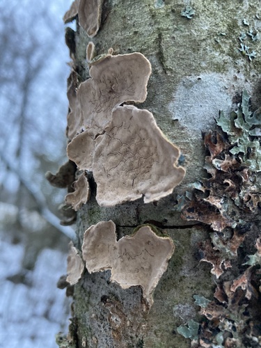 Broadleaf Bleeding-crust