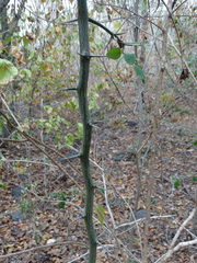 Sarcomphalus amole