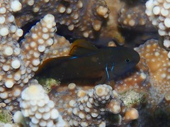 Gobiodon citrinus