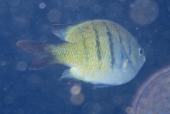 Abudefduf whitleyi