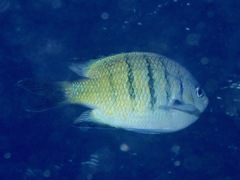 Abudefduf whitleyi