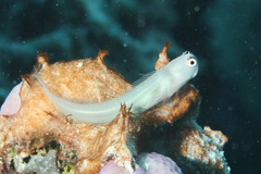 Fourline Blenny photo 2