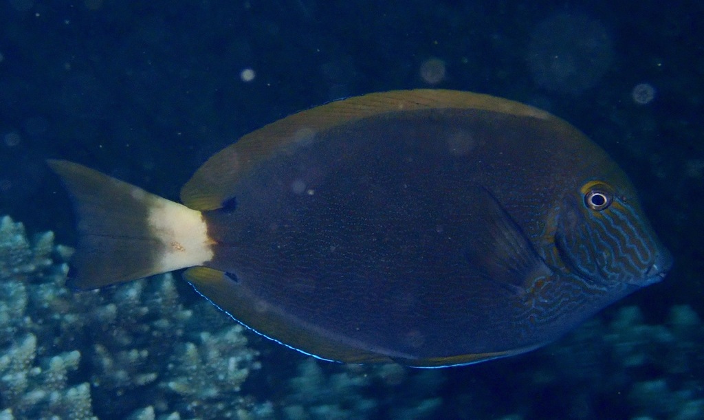 Bluelined Surgeonfish