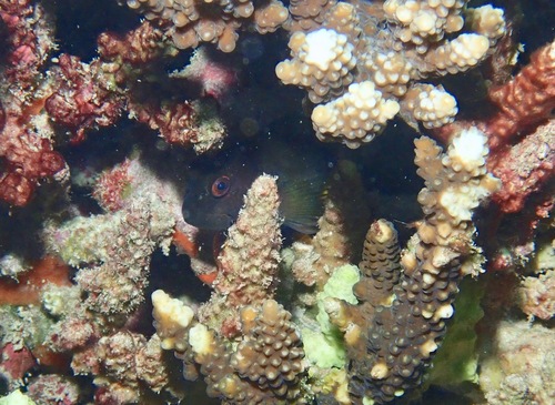 Cirripectes chelomatus