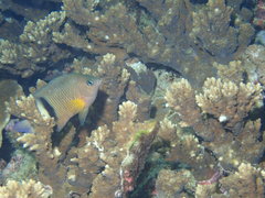 Plectroglyphidodon dickii