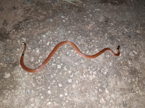 Speckled Coralsnake