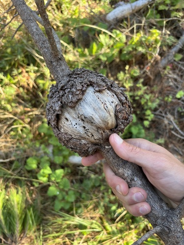 iNaturalist observation photo of Cronartium