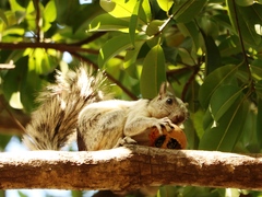 Sciurus variegatoides dorsalis
