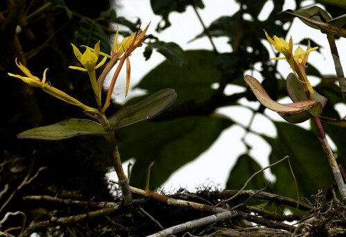 Epidendrum cuencanum Schltr. 2