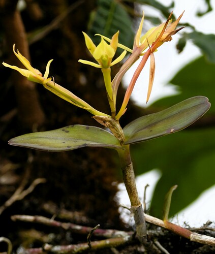 Epidendrum cuencanum Schltr.