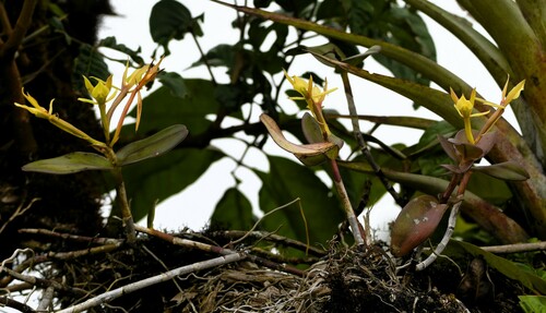 Epidendrum cuencanum Schltr. 3