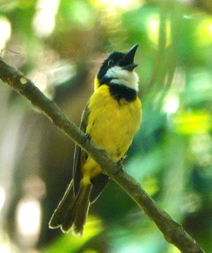 Babar Whistler (Pachycephala sharpei), photo 3