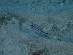 Canthigaster callisterna