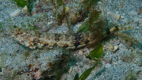 Synodus houlti