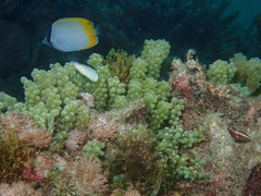 Anampses neoguinaicus