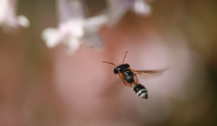 Trachypus denticollis