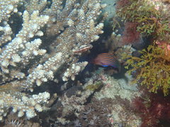 Pseudocheilinus hexataenia