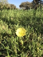 Oenothera triloba