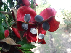 Majidea zanguebarica