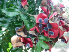 Majidea zanguebarica