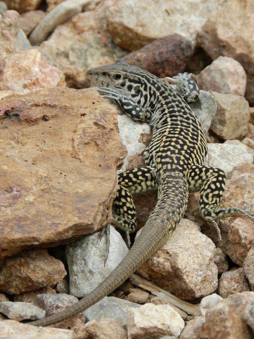 Common Checkered Whiptail