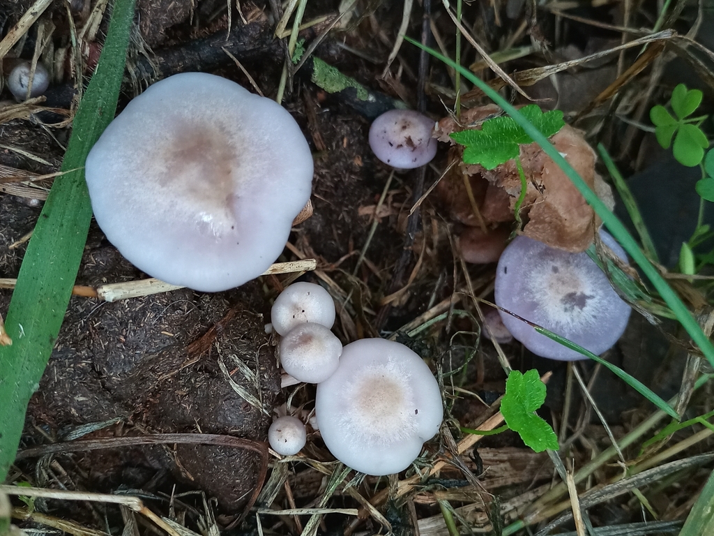 Collybia sordida · October 2023 · photo: © ronyristow (iNaturalist, cc-by)