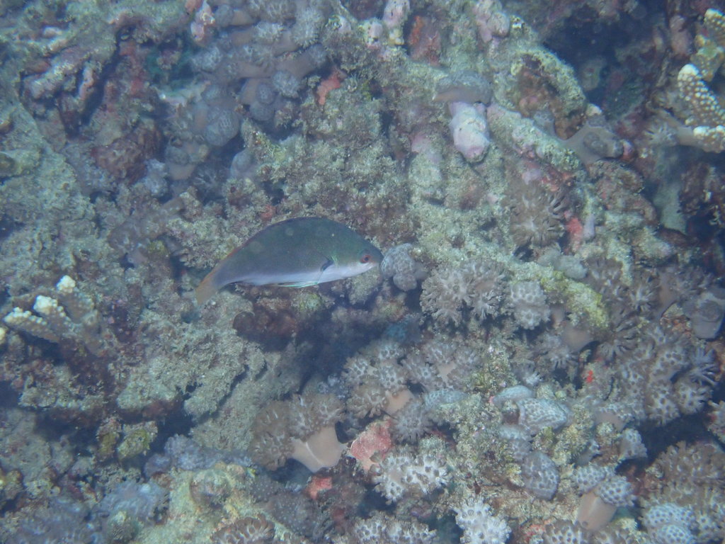 Black-finned Wrasse