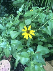 Helianthus debilis image