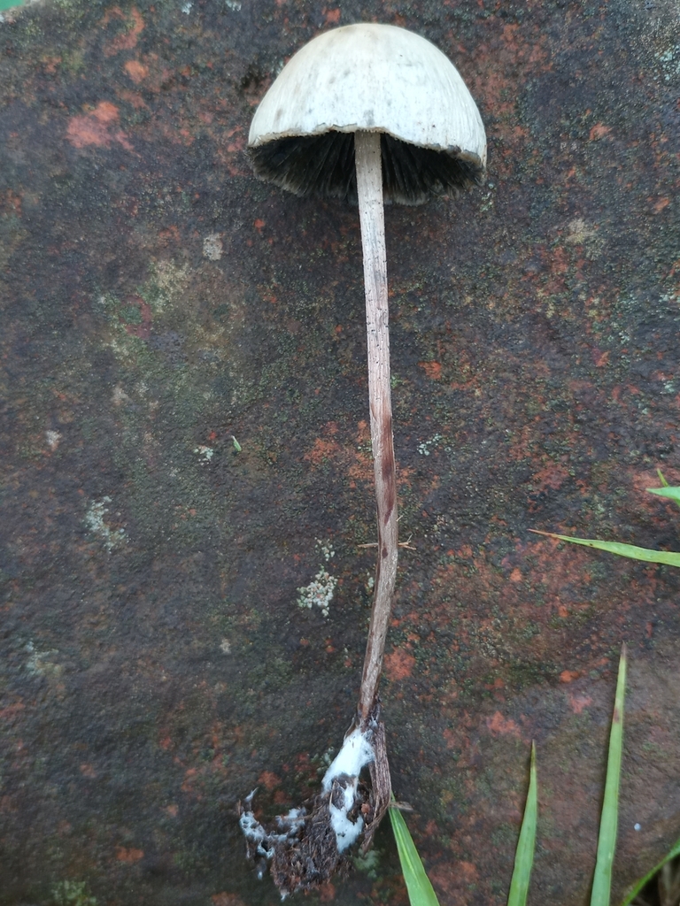 Panaeolus cyanescens · October 2023 · photo: © ronyristow (iNaturalist, cc-by)