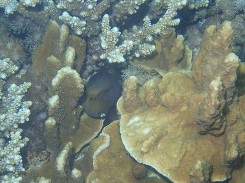 Amanses scopas