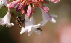 Trachypus denticollis