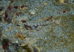Gnatholepis cauerensis