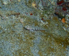 Gnatholepis cauerensis